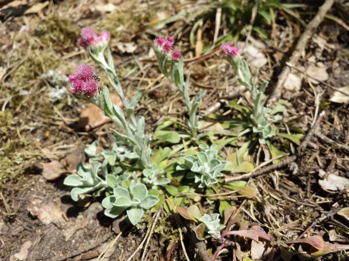 Mountain Everlasting (Antennaria dioica)