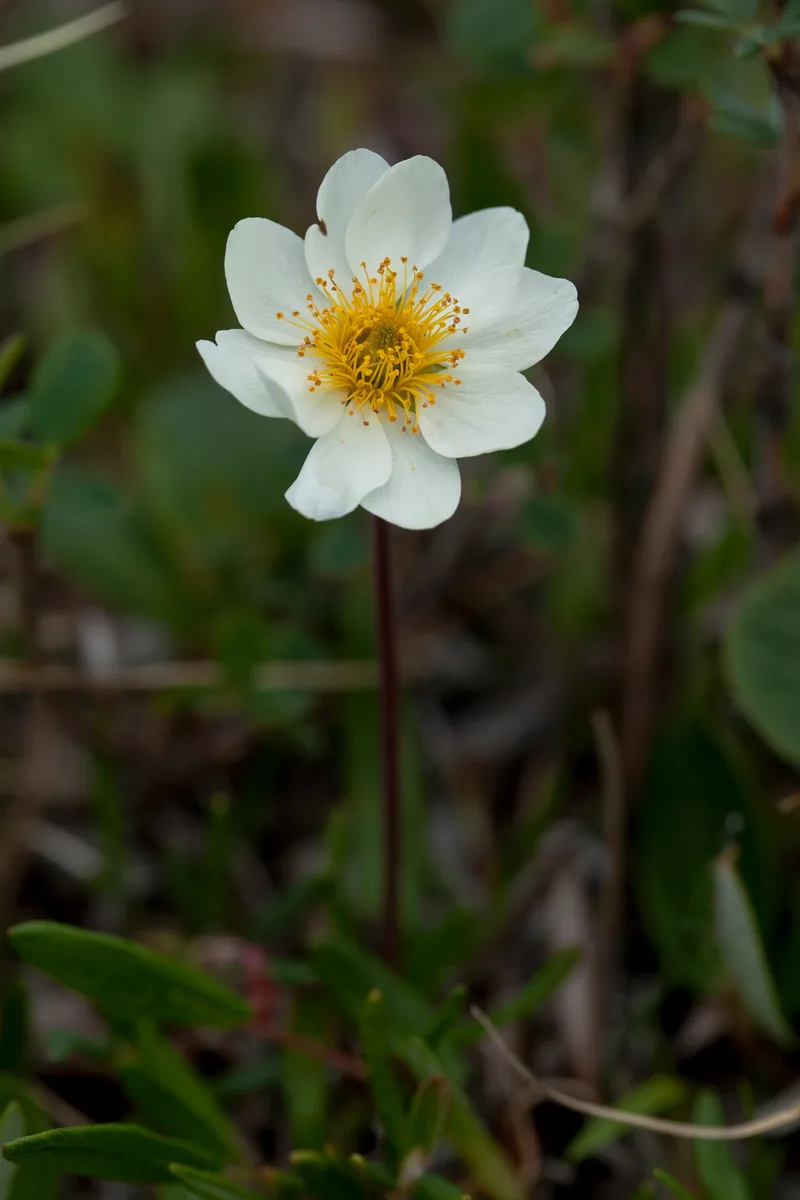 White Mountain Avens