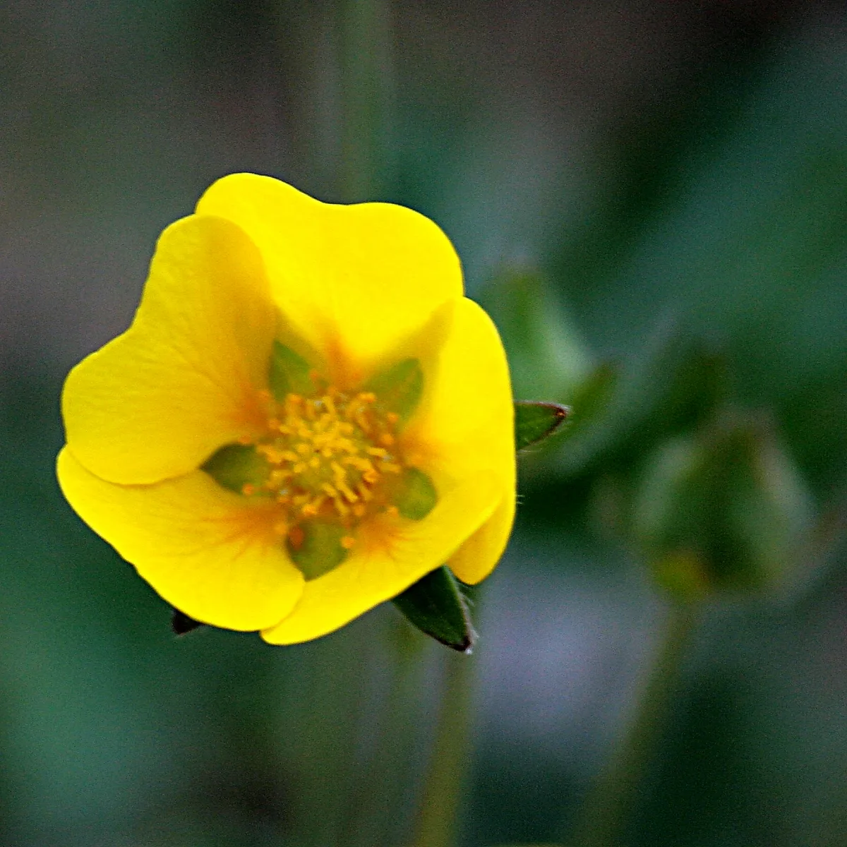 Snow Cinquefoil (Potentilla nivea)