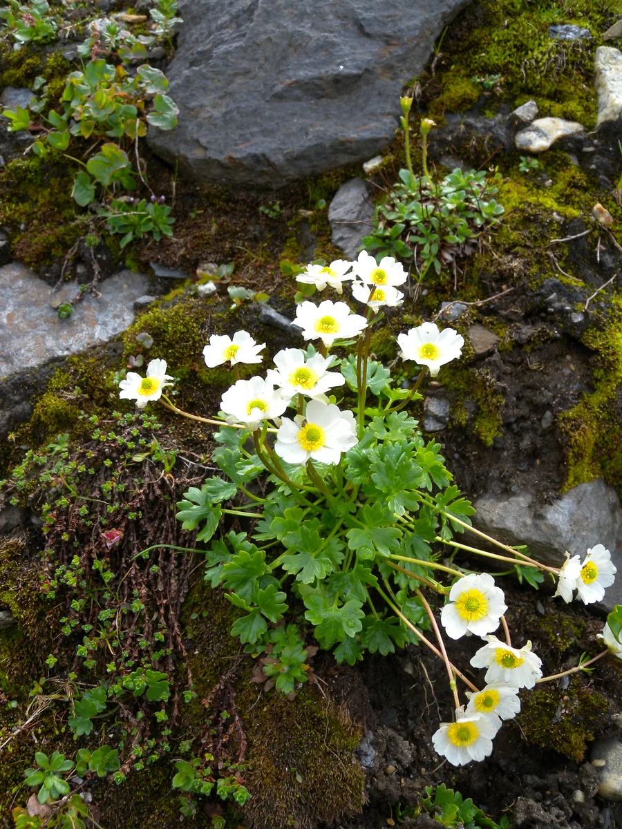 Alpine Buttercup (Ranunculus alpestris)