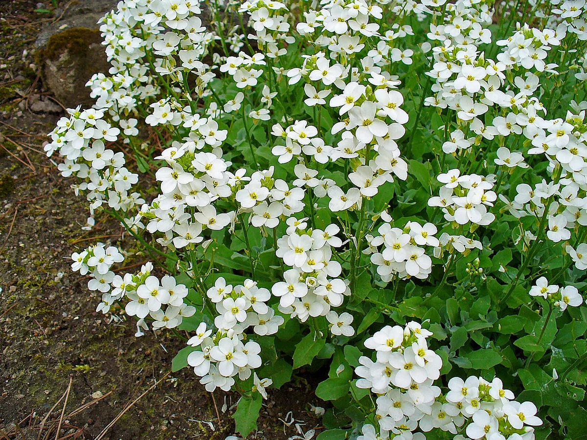 Wall Rockcress (Arabis caucasica)