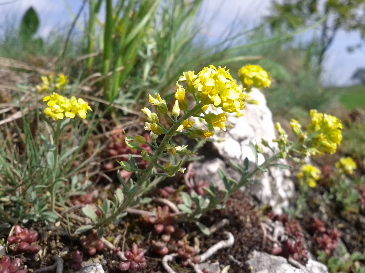 Mountain Alyssum (Alyssum montanum)