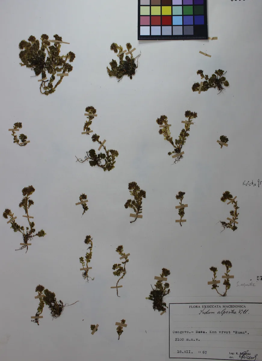 Alpine Stonecrop (Sedum alpestre)