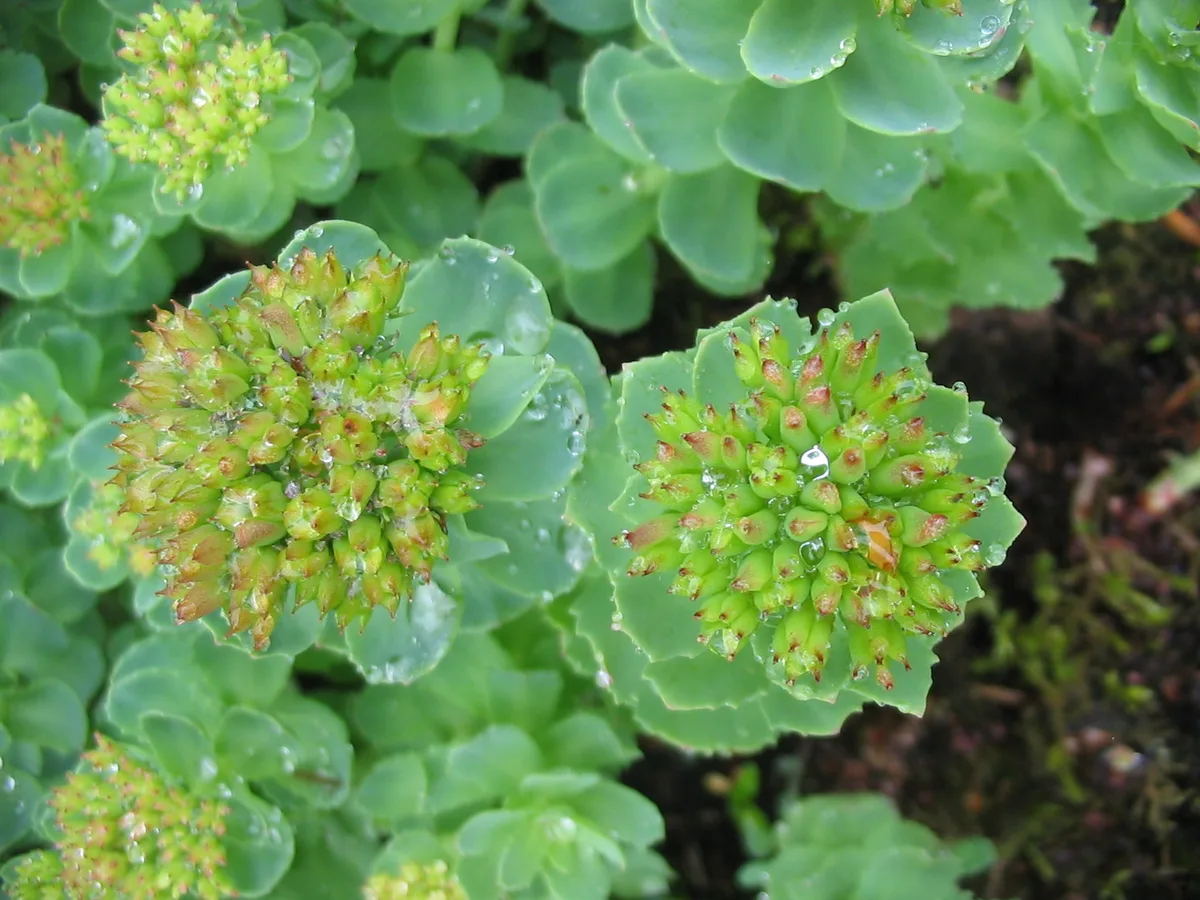 Rose Root (Rhodiola rosea)