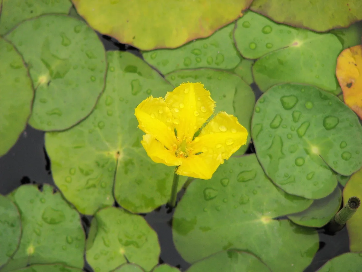 Yellow Floating Heart (Nymphoides peltata)