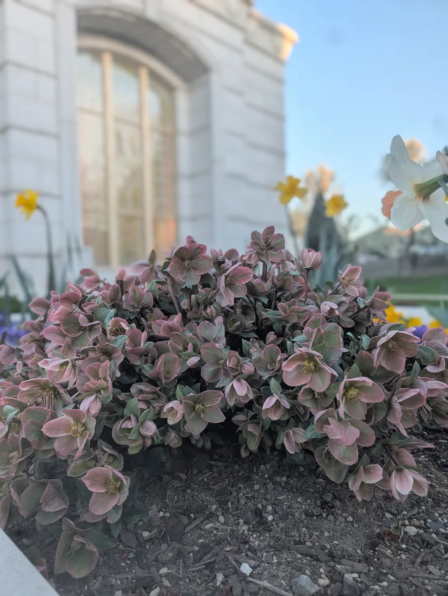 Temple Plant