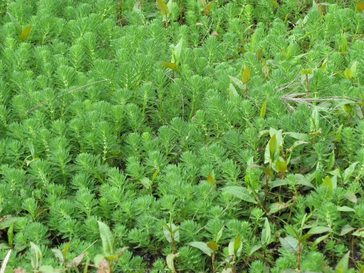 Parrots Feather (Myriophyllum aquaticum)