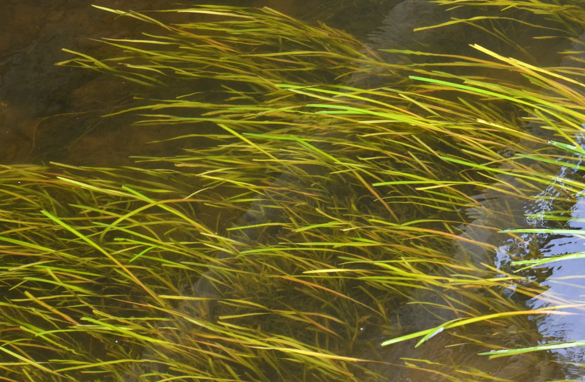 Jungle Vallisneria