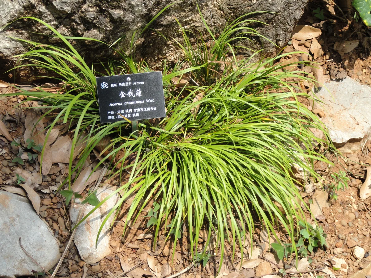 Dwarf Sweet Flag (Acorus gramineus)