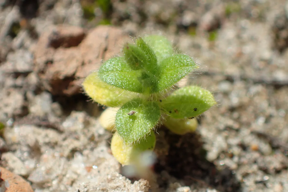 Mountain Chickweed