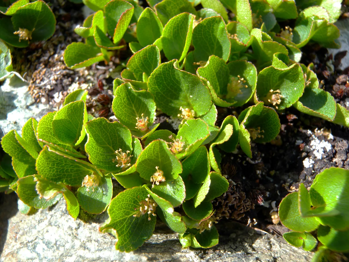 Dwarf Alpine Willow (Salix herbacea)