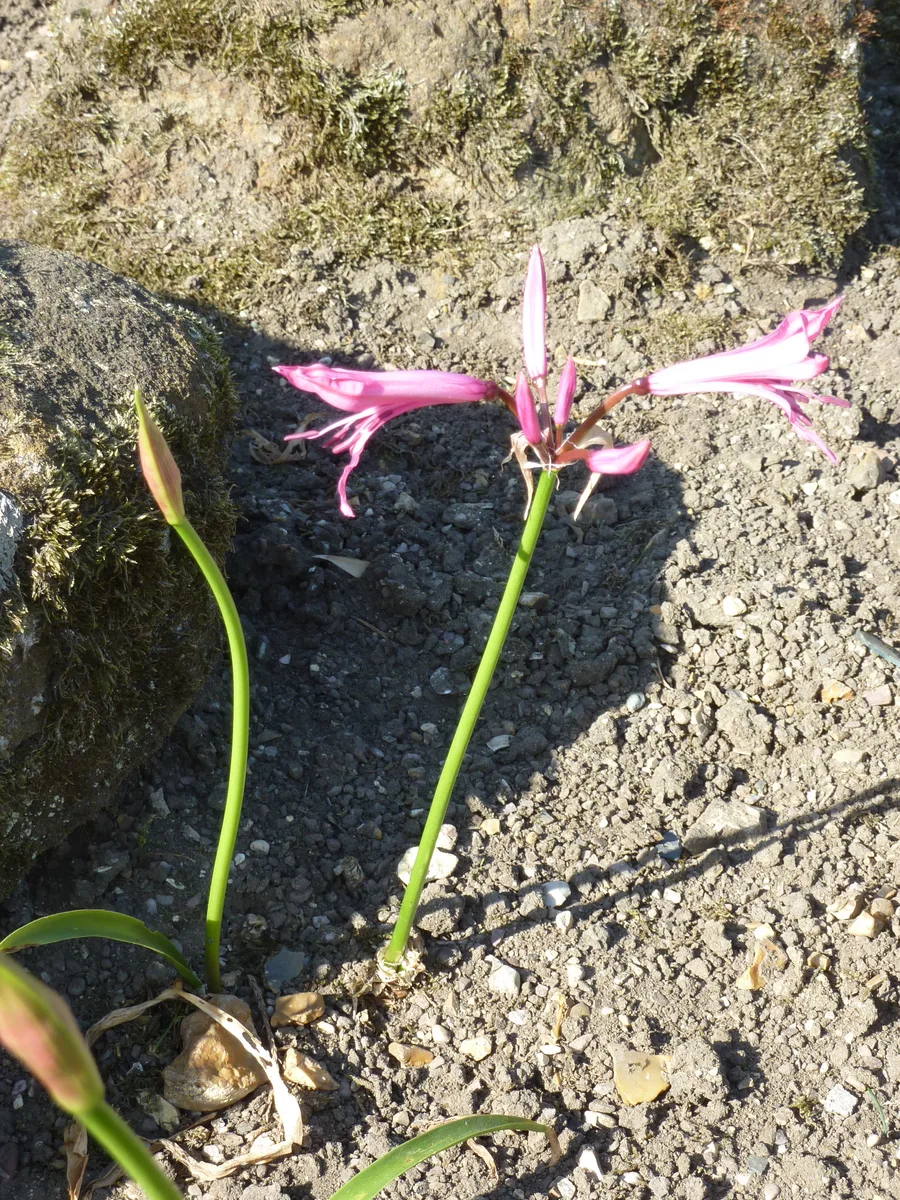 Bowdens Nerine (Nerine bowdenii)