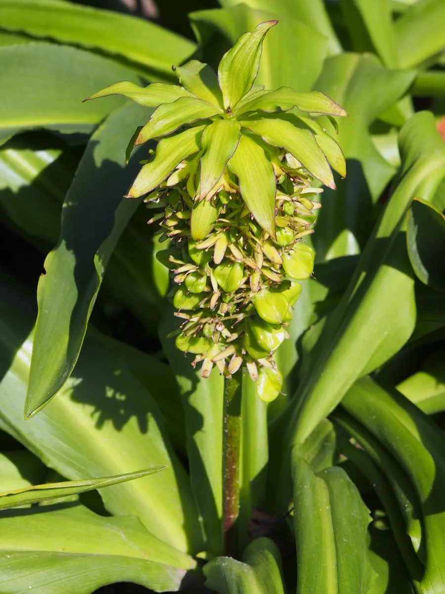 Two-colored Pineapple Lily (Eucomis bicolor)