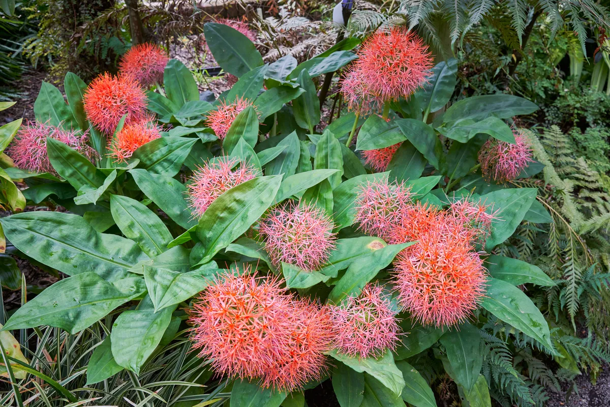 Blood Lily (Scadoxus multiflorus)