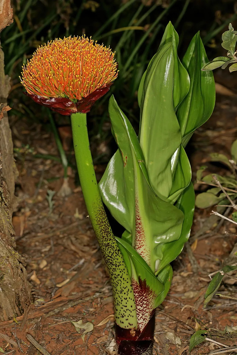 Royal Paintbrush (Scadoxus puniceus)