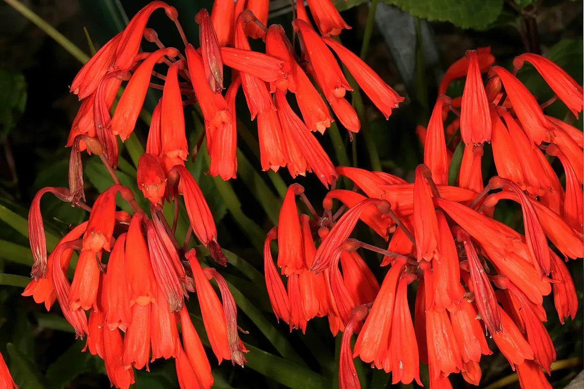 Fire Lily (Cyrtanthus brachyscyphus)