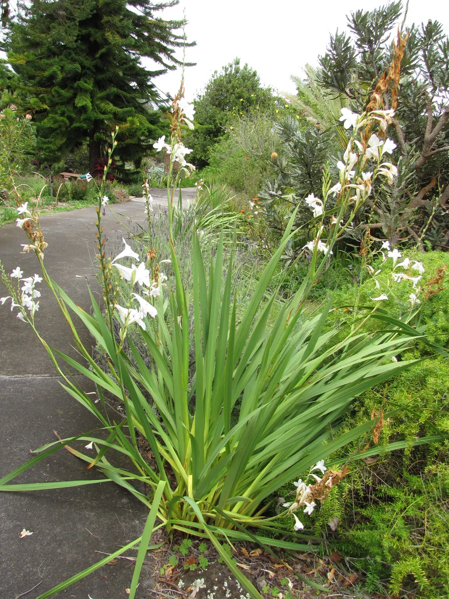 Cape Bugle Lily (Watsonia borbonica)