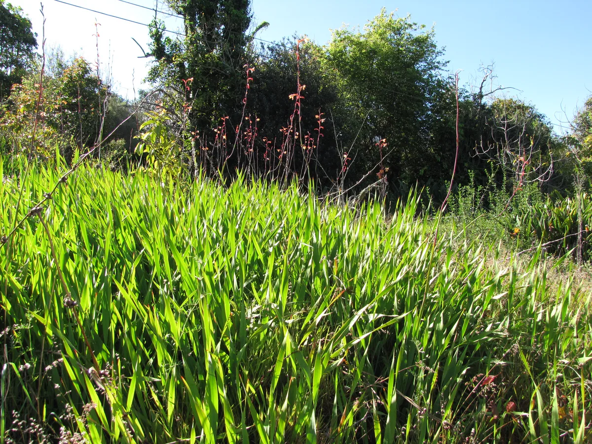 Bulbil Bugle Lily (Watsonia meriana)