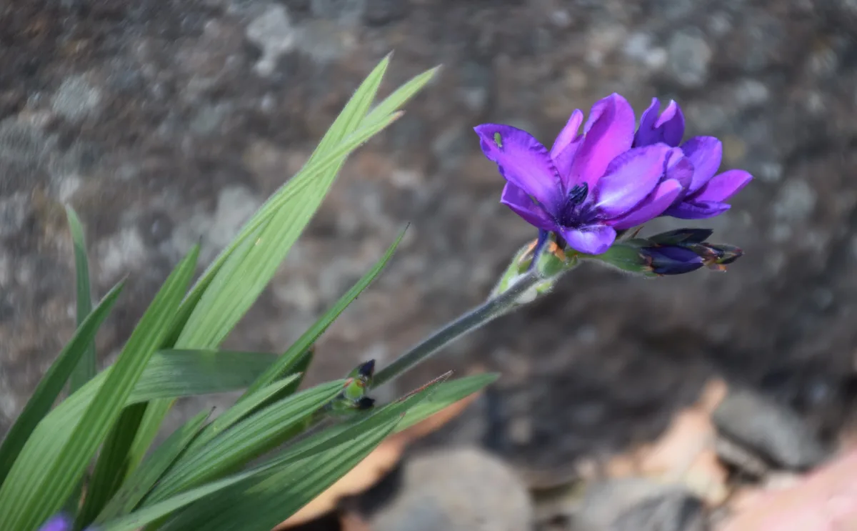 Baboon Flower (Babiana stricta)