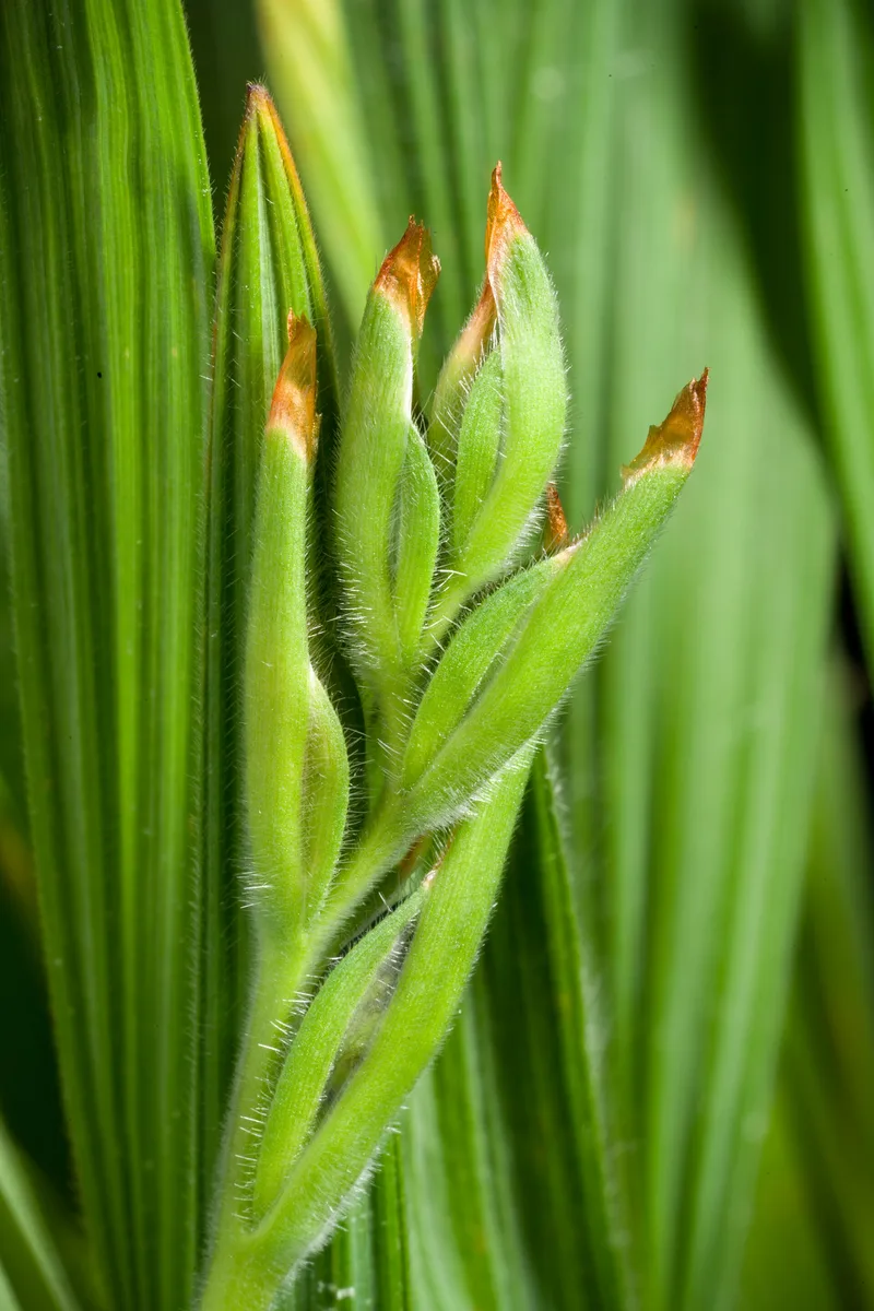 Red Babiana (Babiana rubrocyanea)