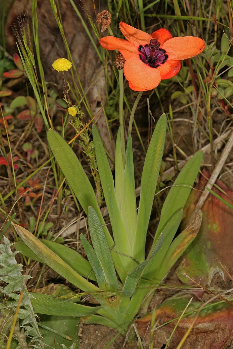Elegant Sparaxis (Sparaxis elegans)