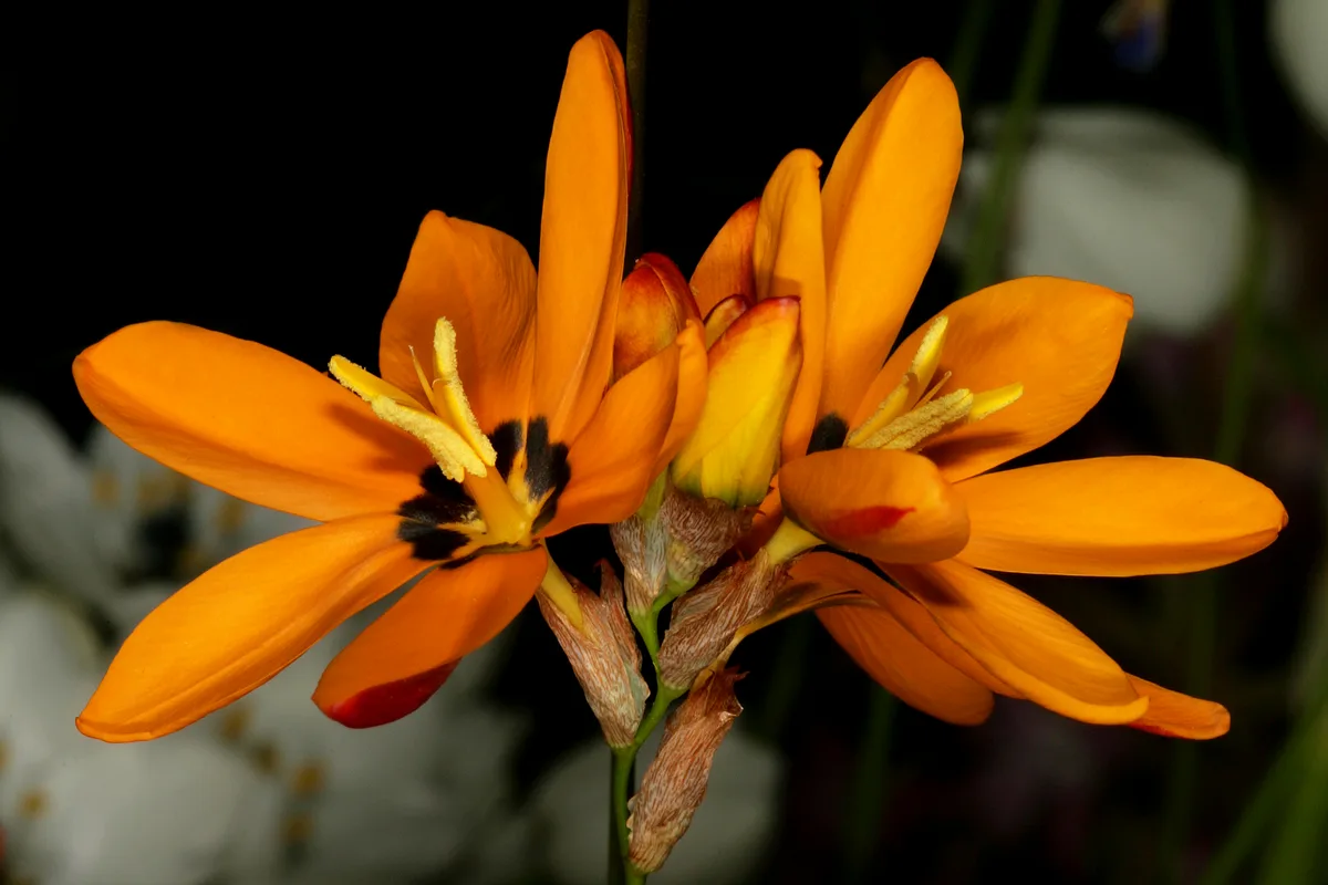 Spotted Ixia