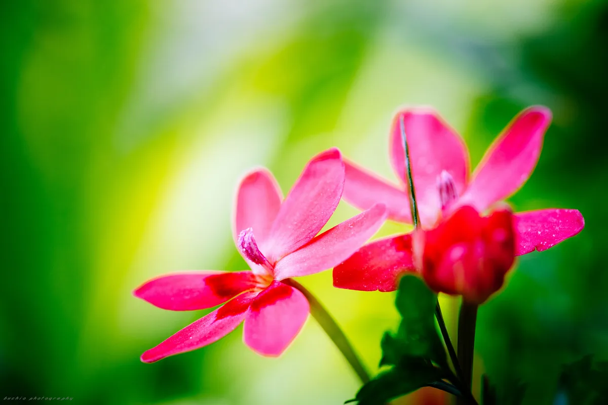 False Freesia (Freesia laxa)