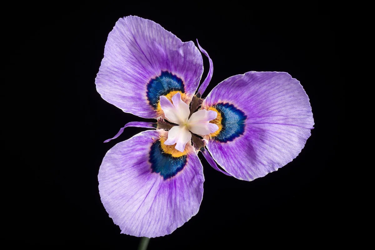 Peacock Moraea (Moraea villosa)