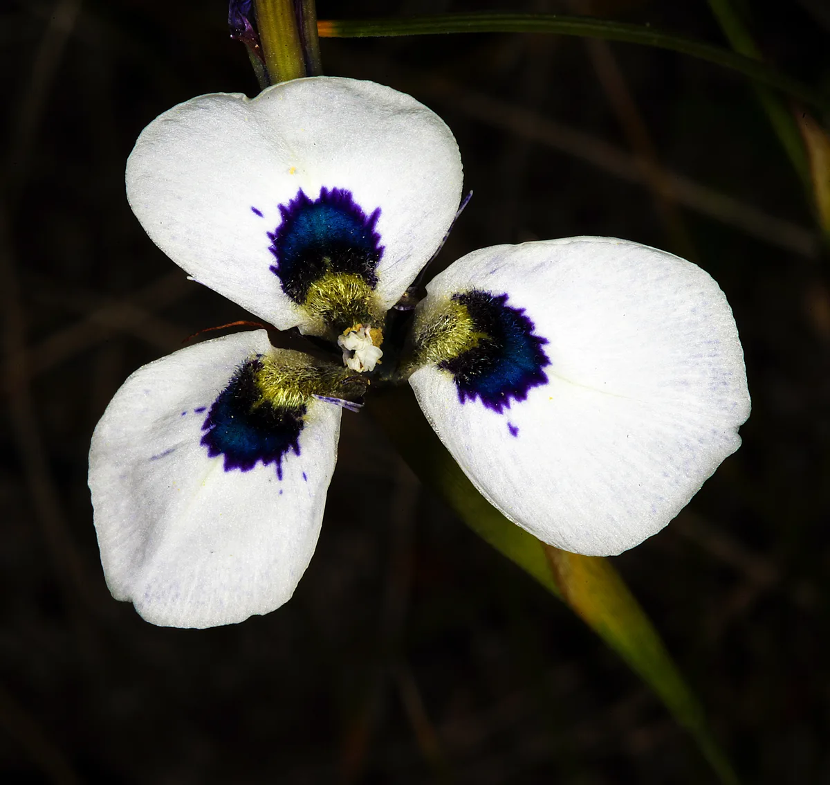Blue-eyed Moraea (Moraea aristata)