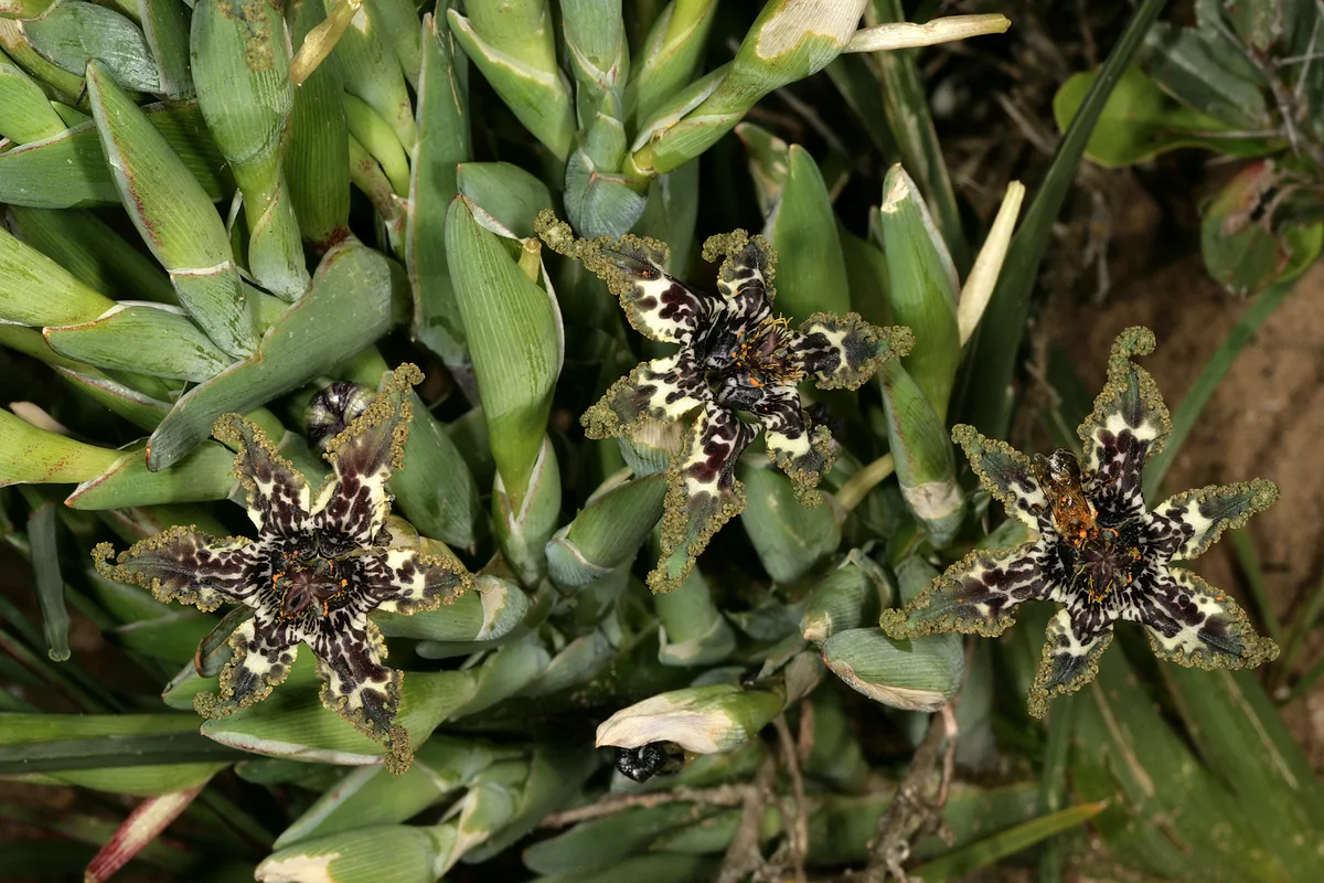Starfish Iris (Ferraria crispa)