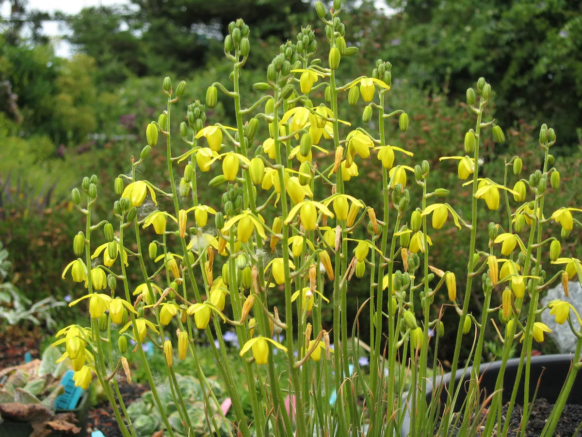 Slime Lily