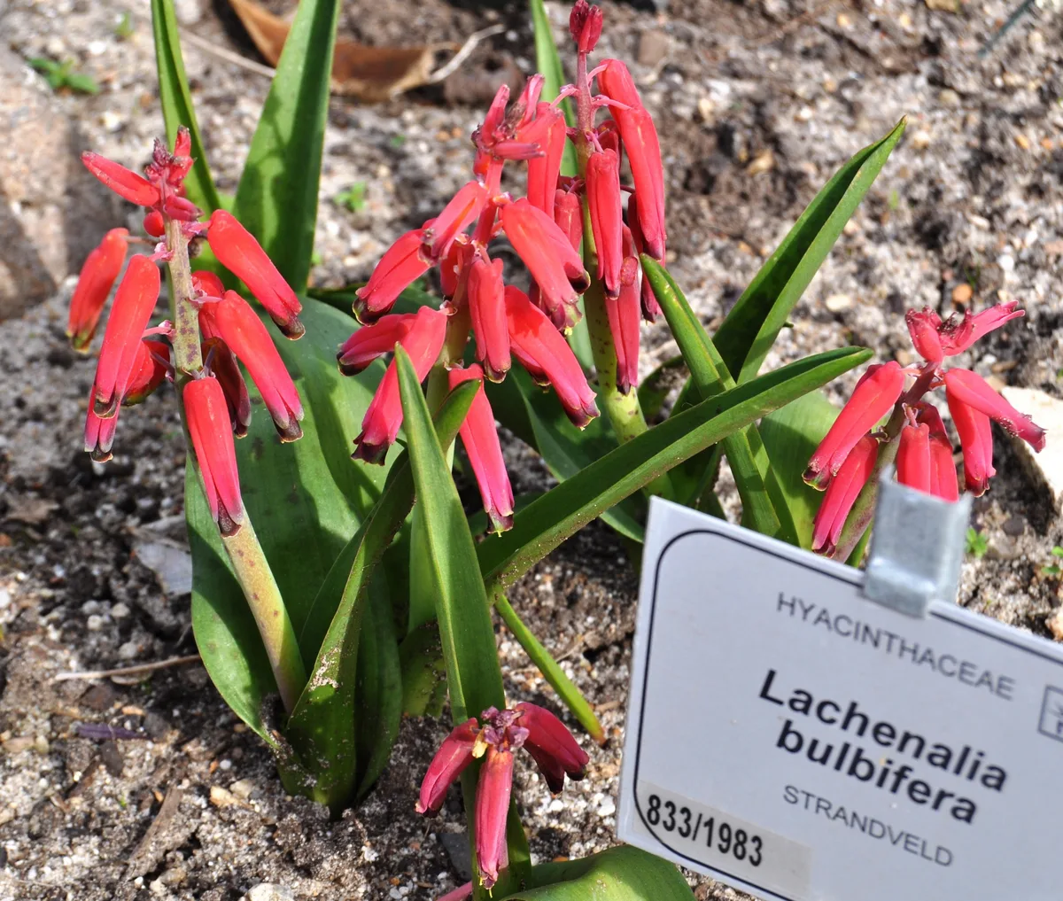 Red Lachenalia