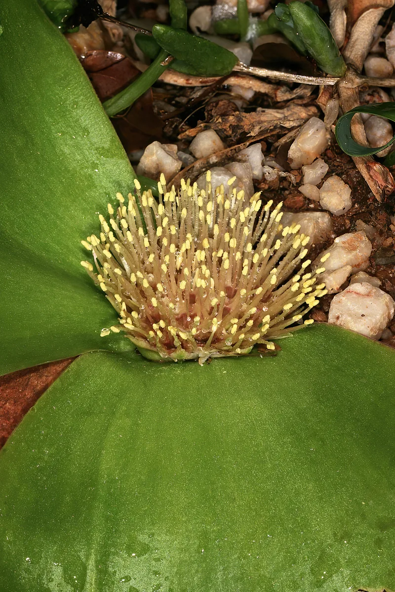 Hedgehog Lily