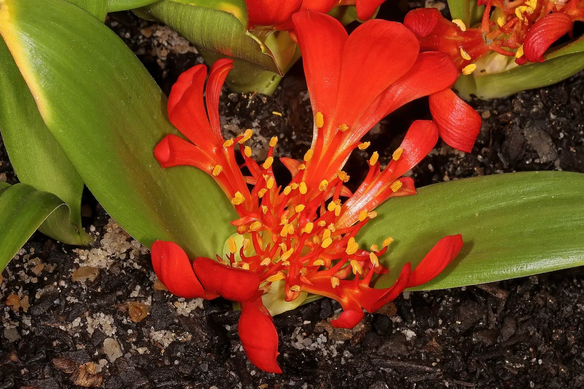 Golden Daubenya (Daubenya aurea)