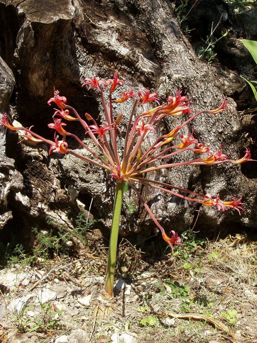 Candelabra Lily (Brunsvigia josephinae)