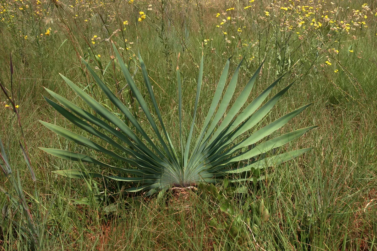Tumbleweed Lily (Boophone disticha)