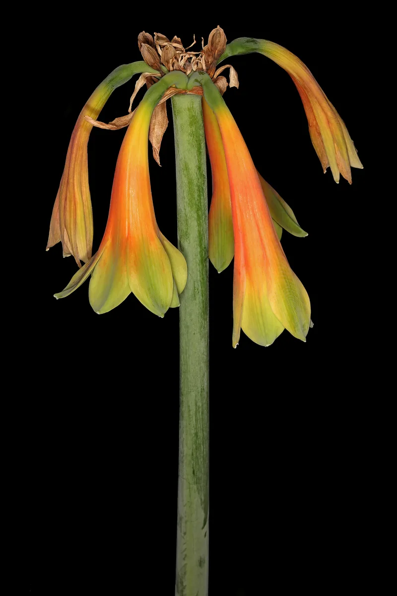 Cape Coast Lily (Cyrtanthus obliquus)
