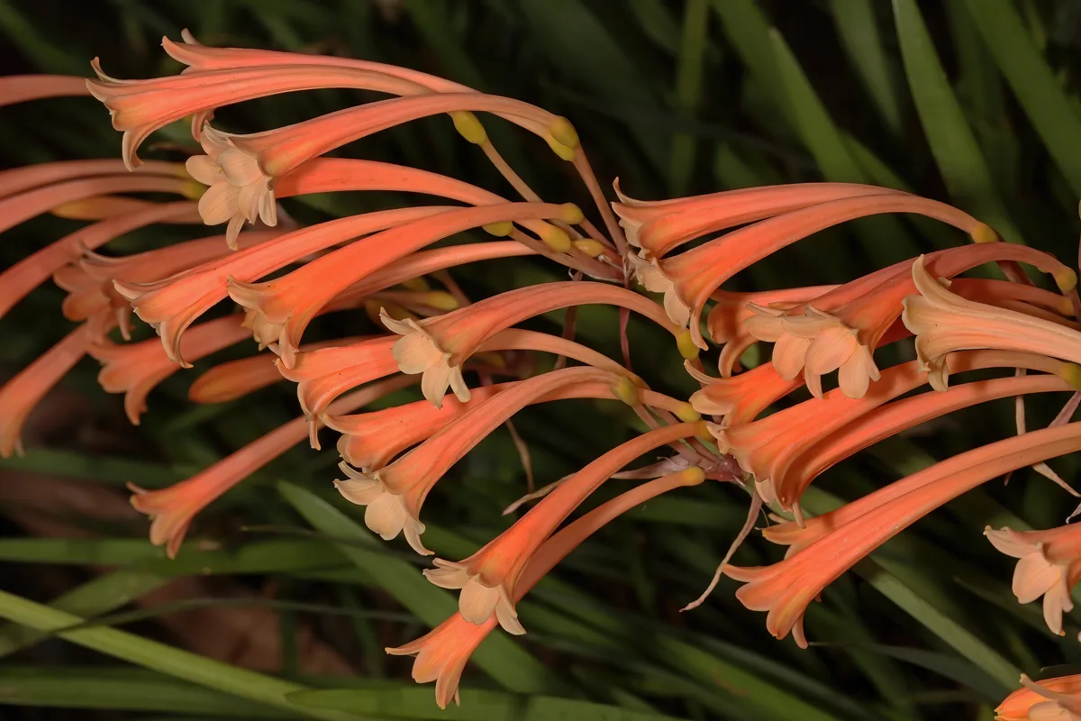 George Lily (Cyrtanthus mackenii)