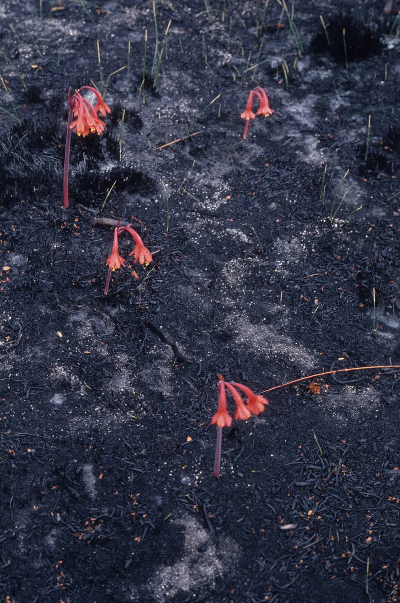 Knysna Lily (Cyrtanthus ventricosus)