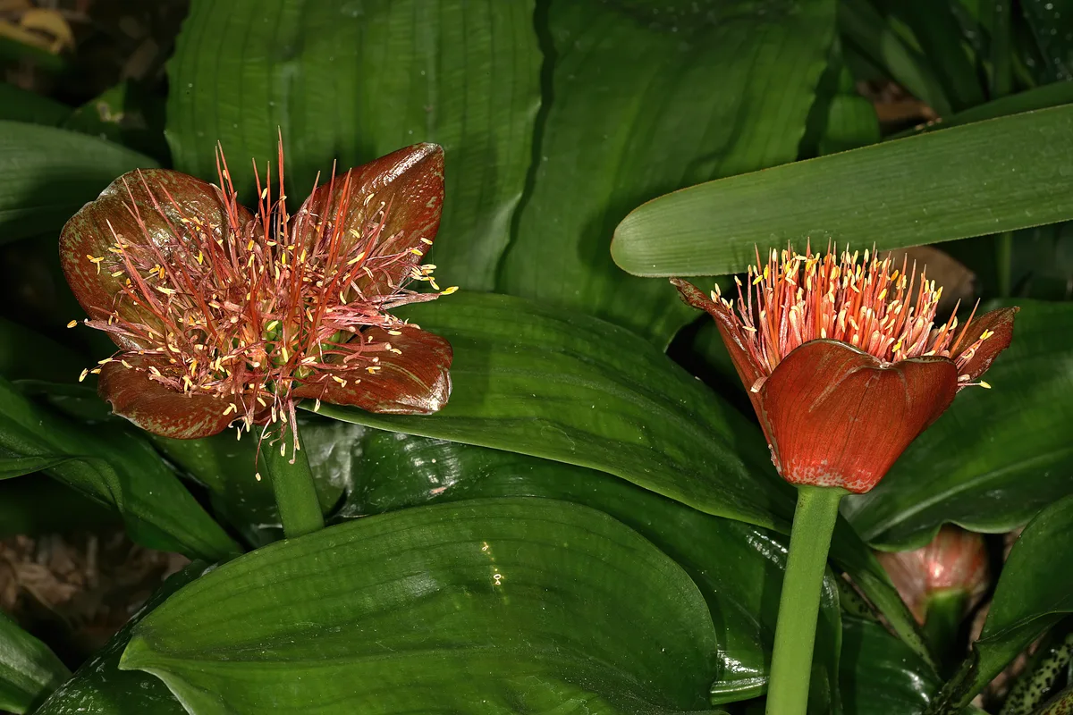 Natal Brush Lily (Scadoxus membranaceus)