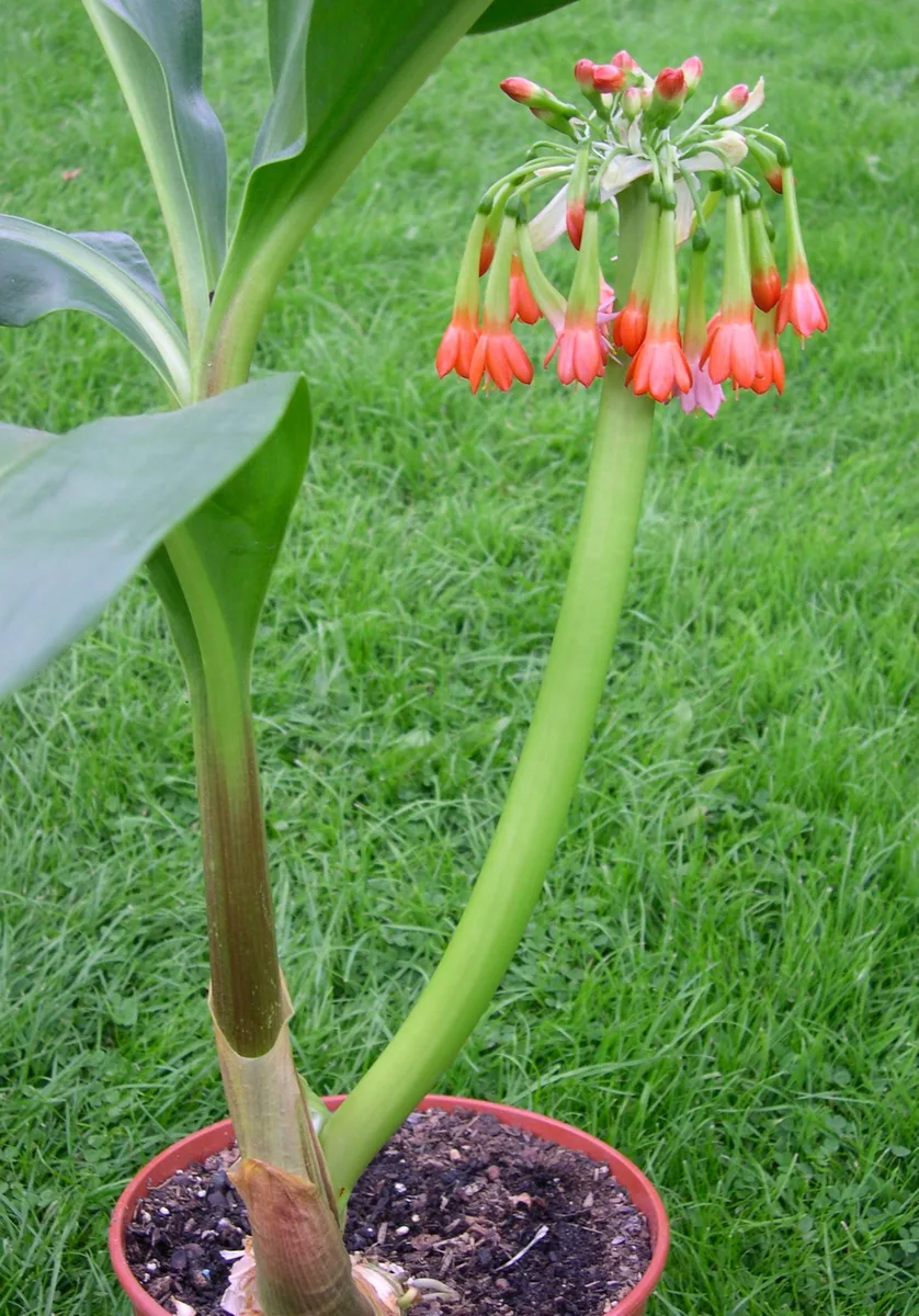 Catherine Wheel (Scadoxus cyrtanthiflorus)