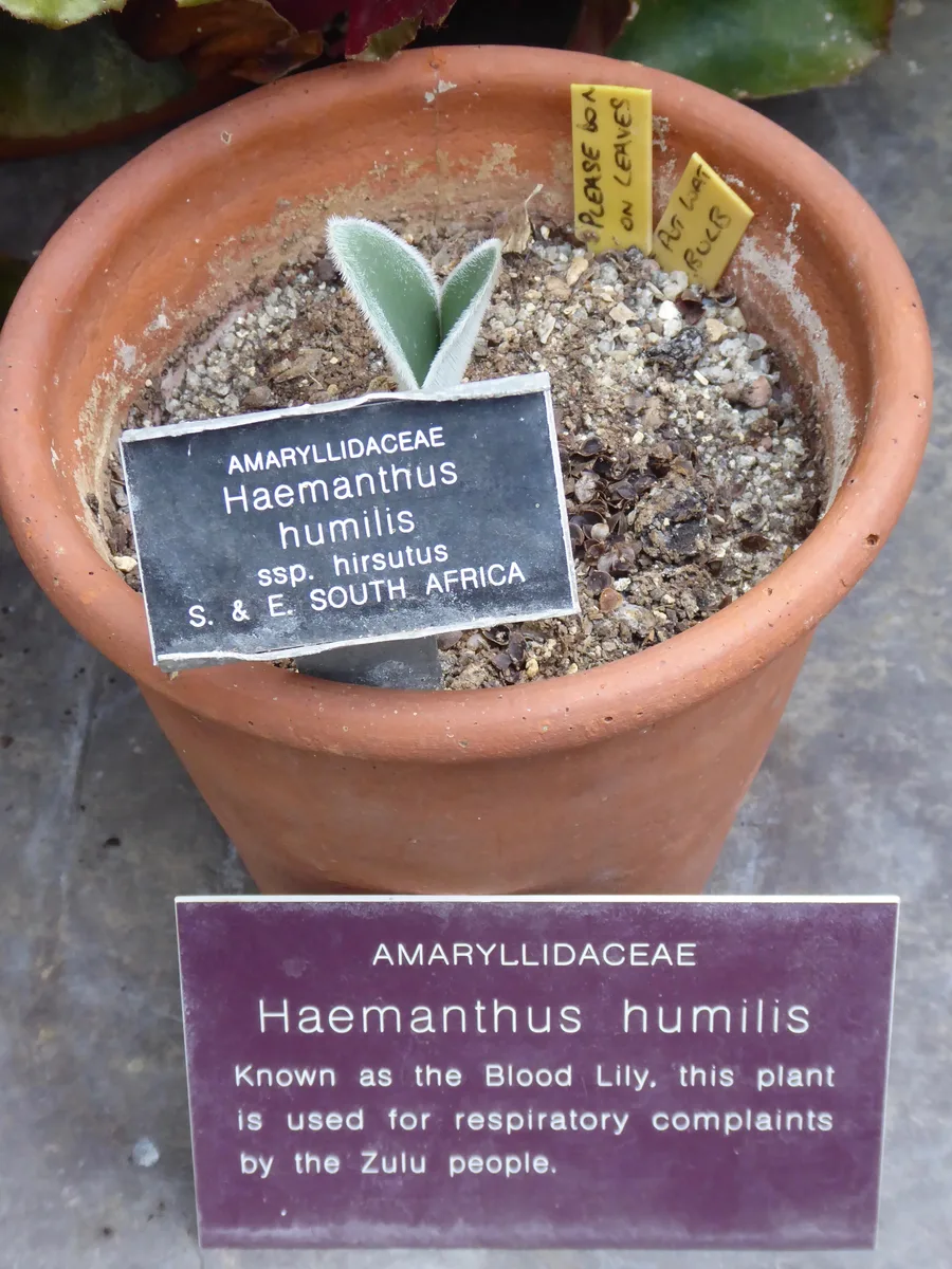 Cape Blood Lily (Haemanthus humilis)
