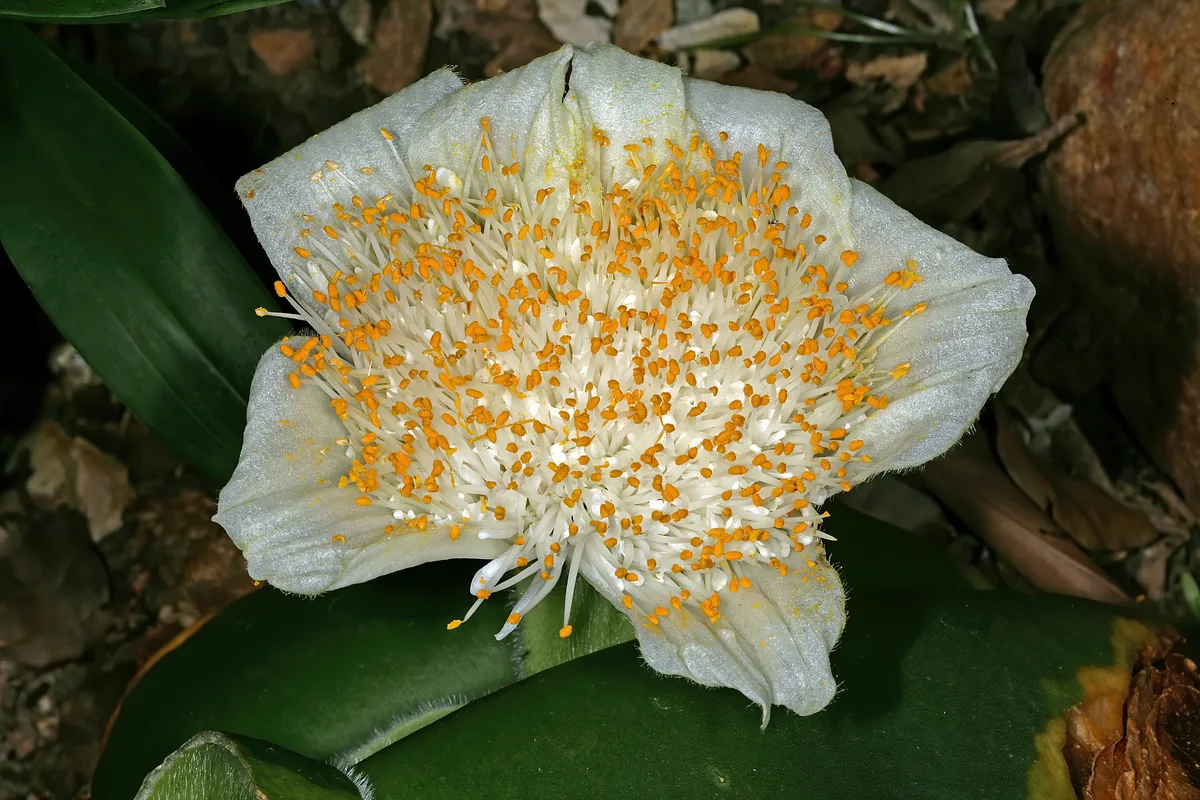 Paintbrush Haemanthus (Haemanthus deformis)
