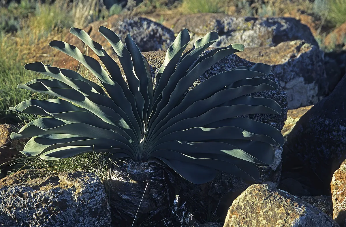 Cape Poison Bulb (Boophone haemanthoides)