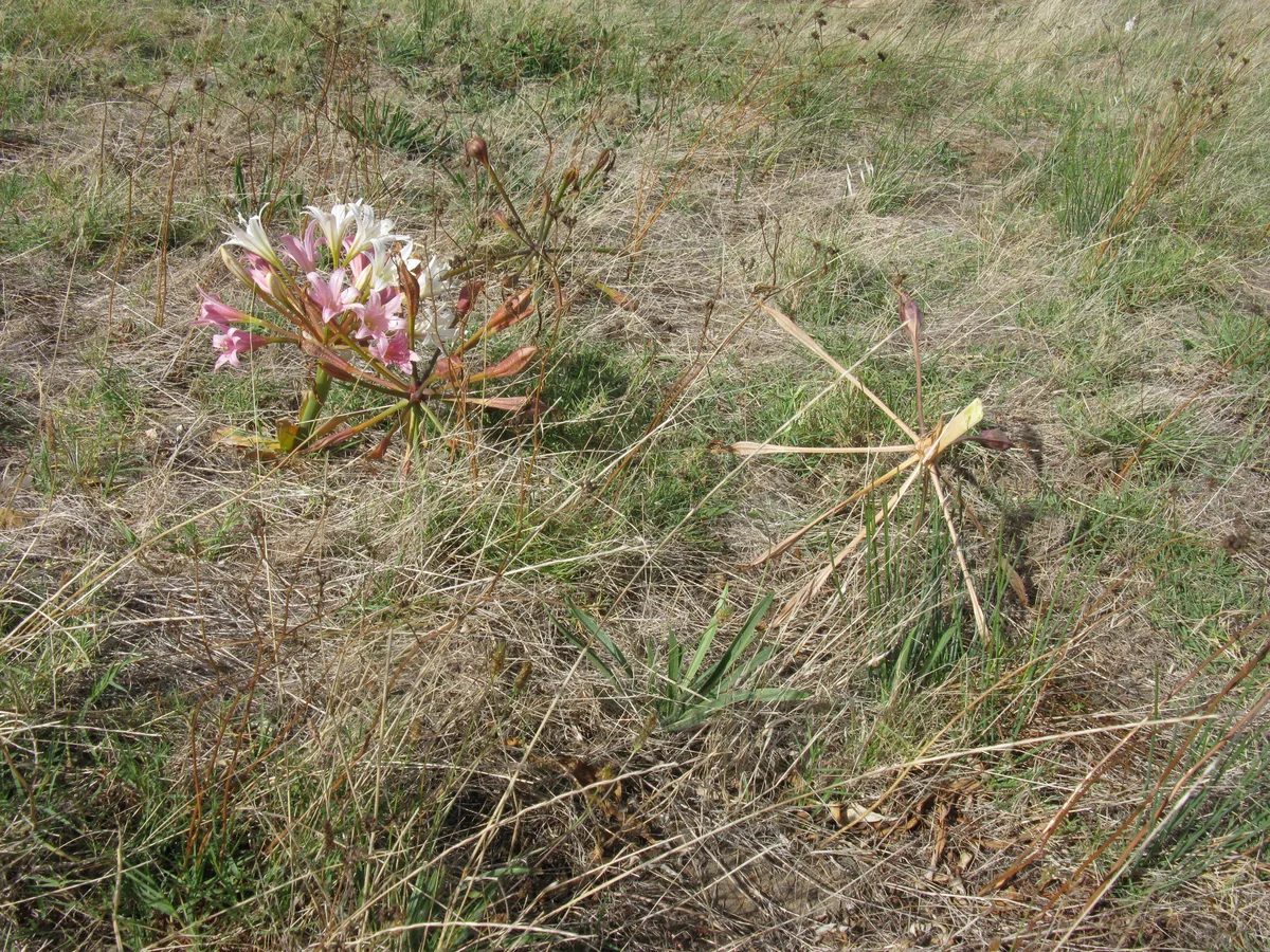Bushmans Poison Bulb (Ammocharis longifolia)