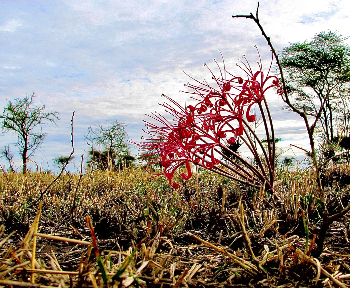 Giant Ammocharis (Ammocharis tinneana)