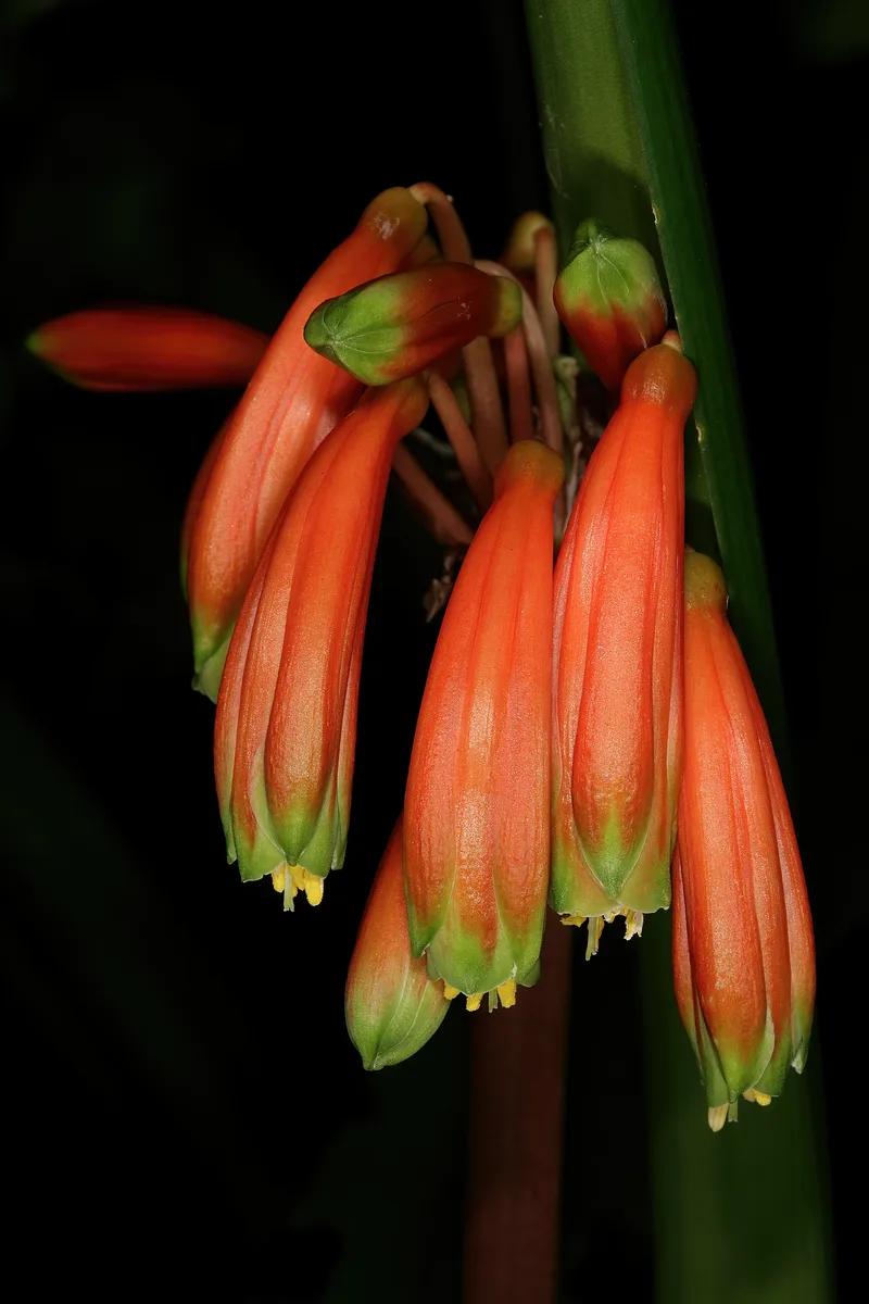 Cape Clivia (Clivia gardenii)