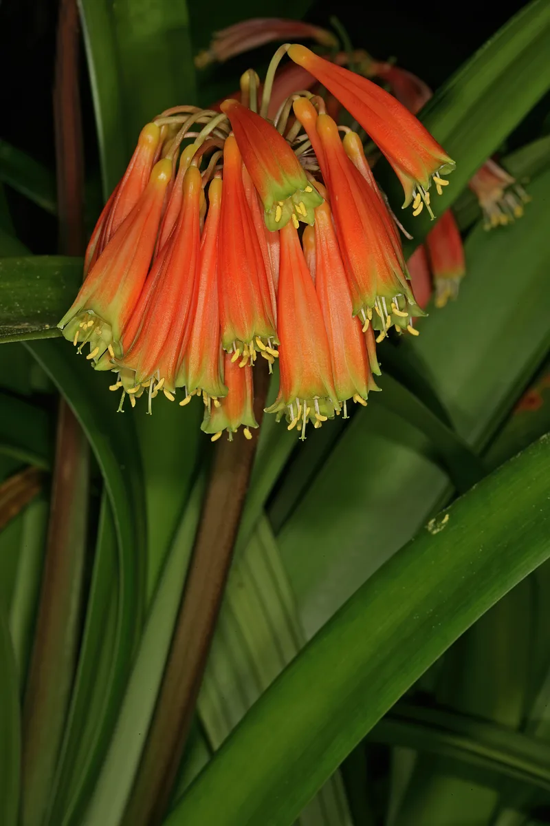 Swamp Clivia