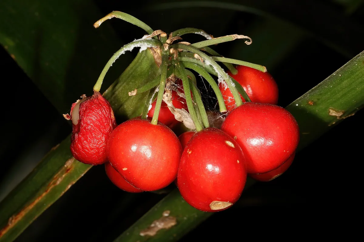 Noble Clivia