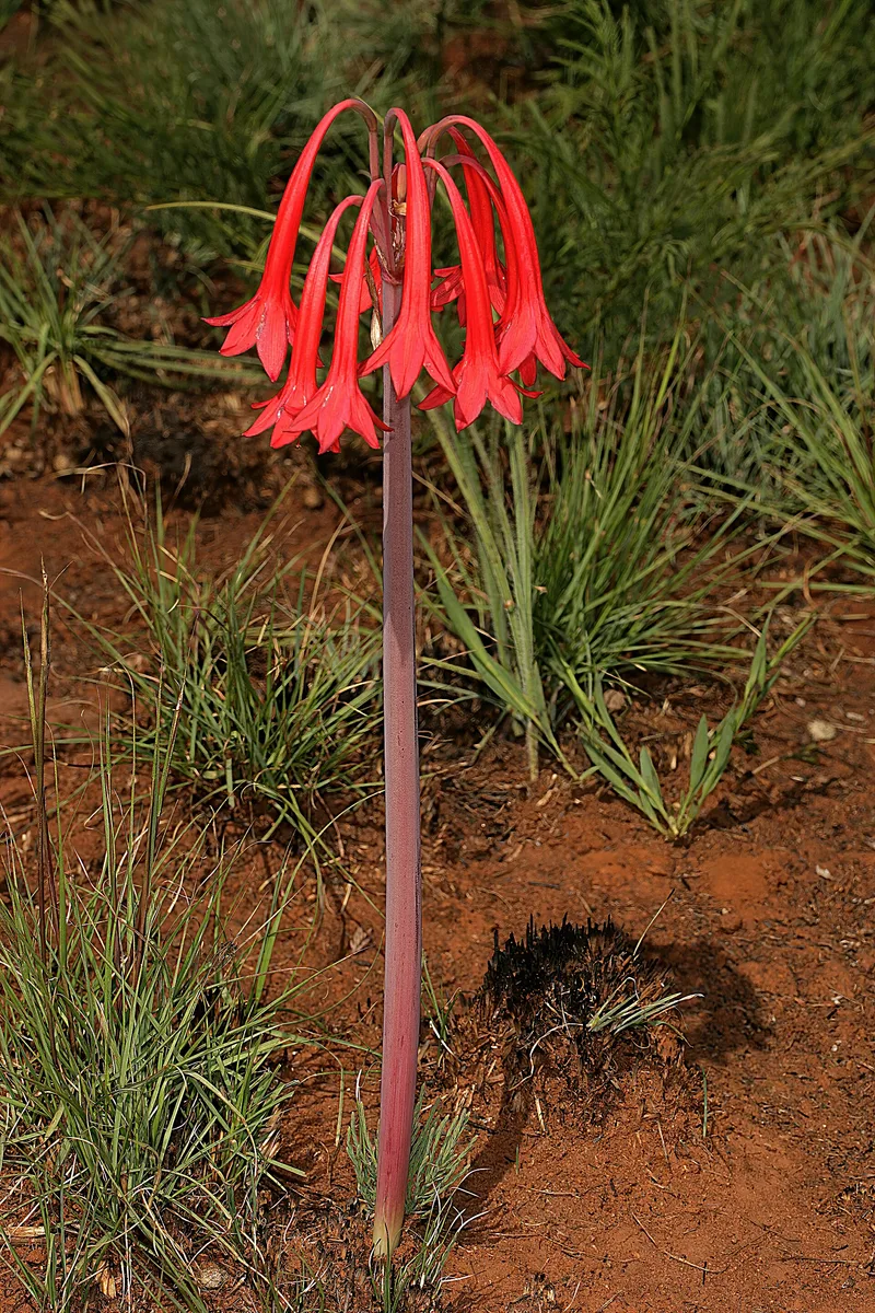 Orange Fire Lily (Cyrtanthus contractus)